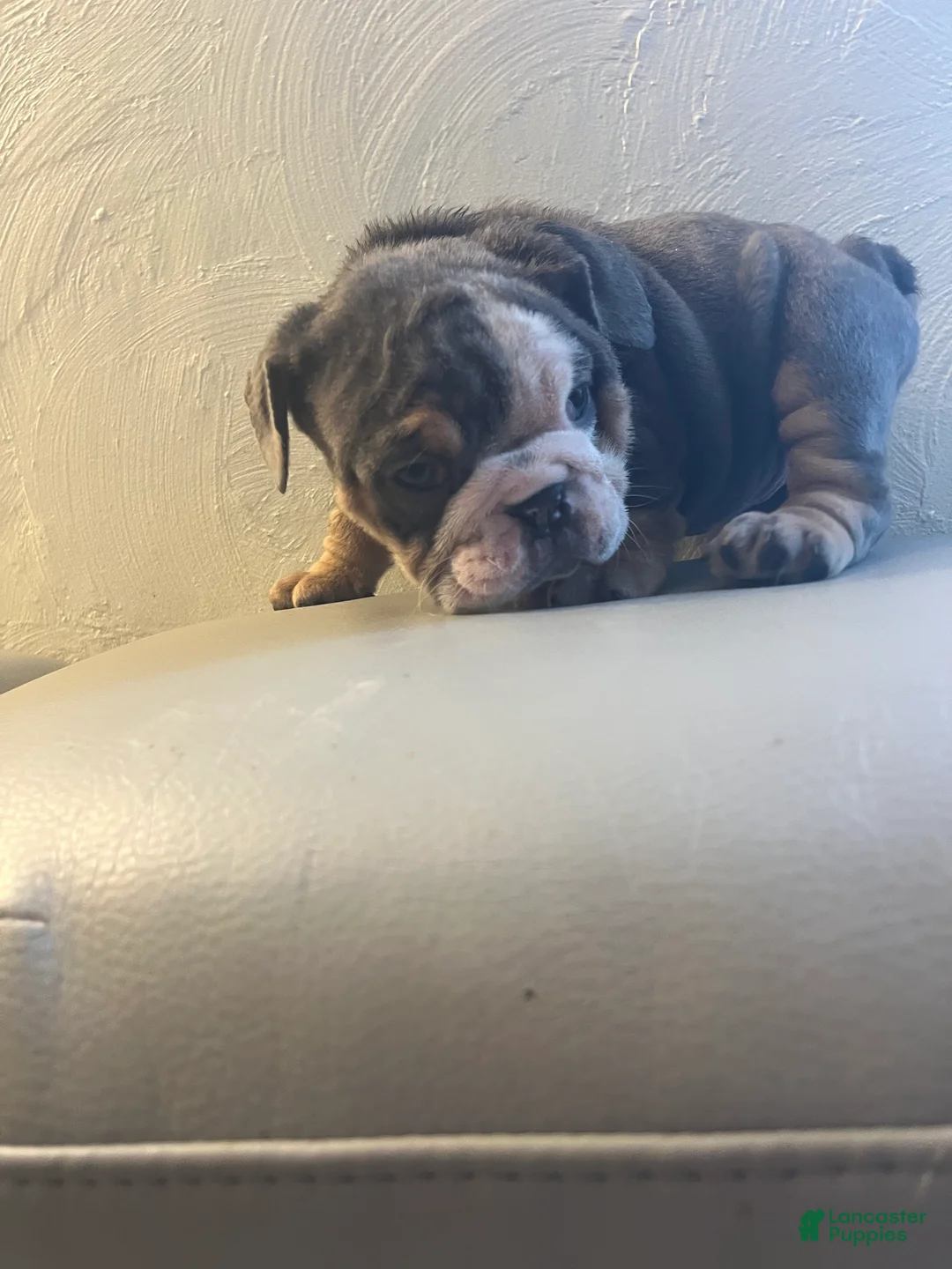 English Bulldog dogs for sale: English Bulldog Puppy 4 - Ad 2