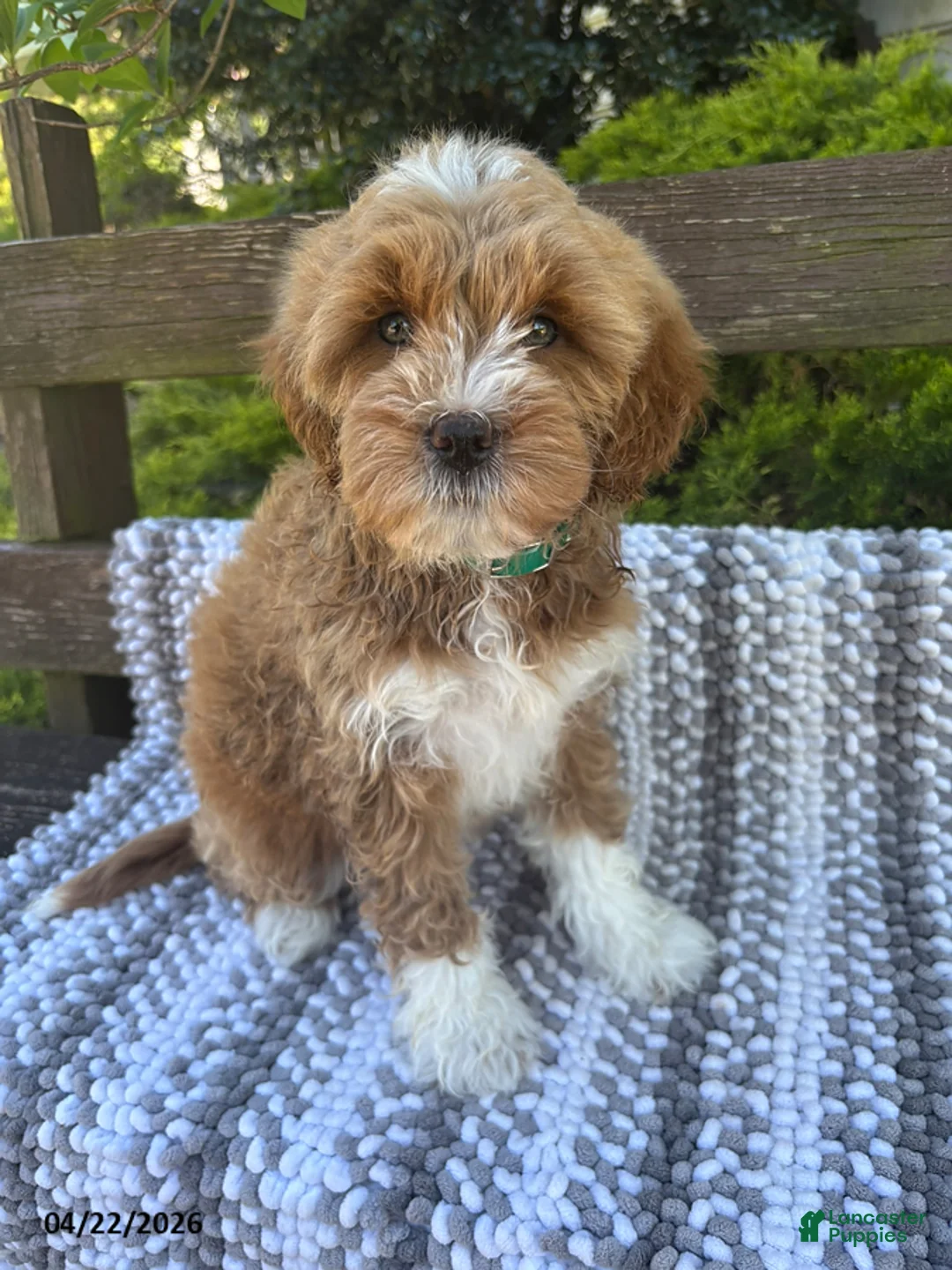 Mini Goldendoodle dogs for sale: Buttercup - Ad 1