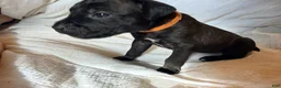 Cane Corso dogs for sale: Ketch AKC orange/teal collar - Ad 25