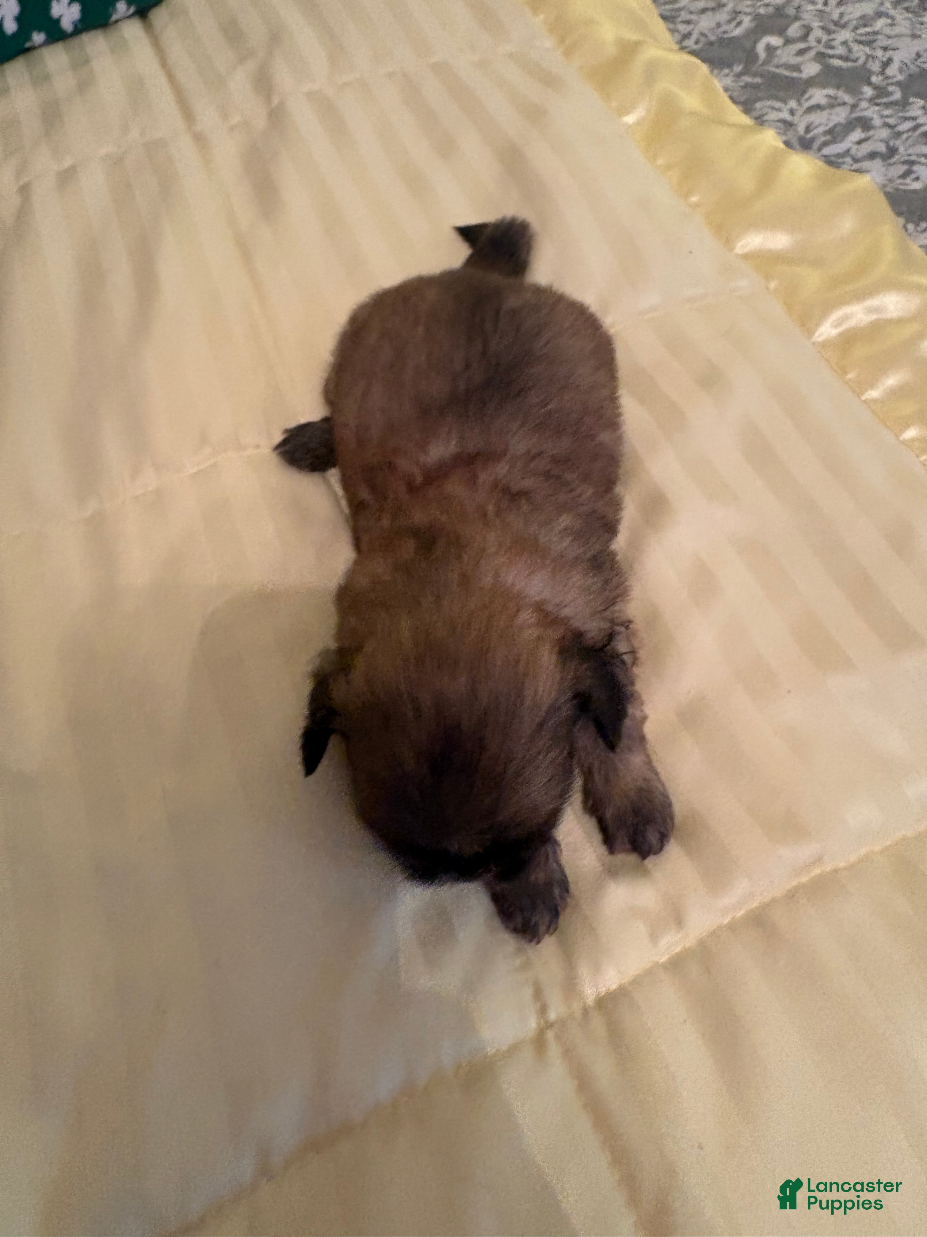 Shih Tzu dogs for sale: Willow - Ad 2