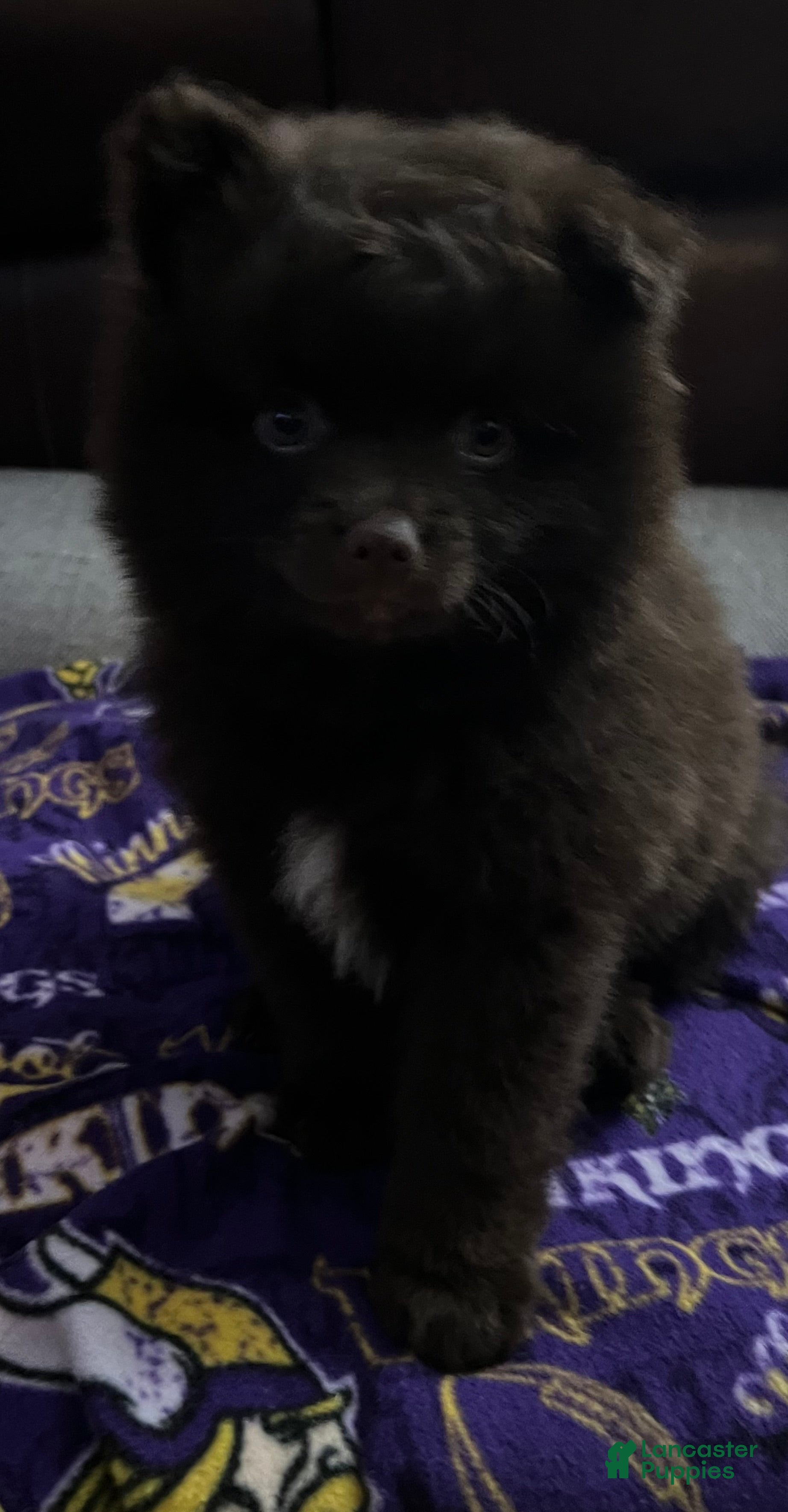 Pomeranian dogs Pomeranian 1 - Ad 2