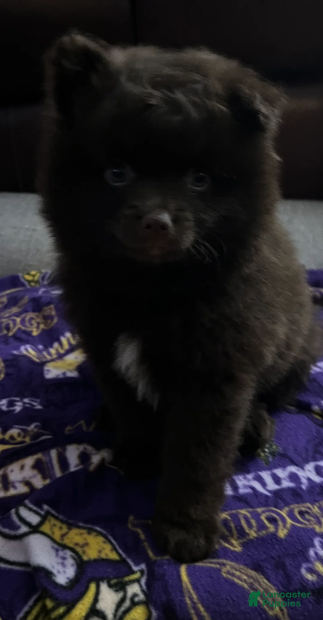Pomeranian dogs for sale: Pomeranian 1 - Ad 2