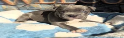 American Bully dogs for sale: "DMX" BLUE NOSE / BLUE EYES - Ad 2