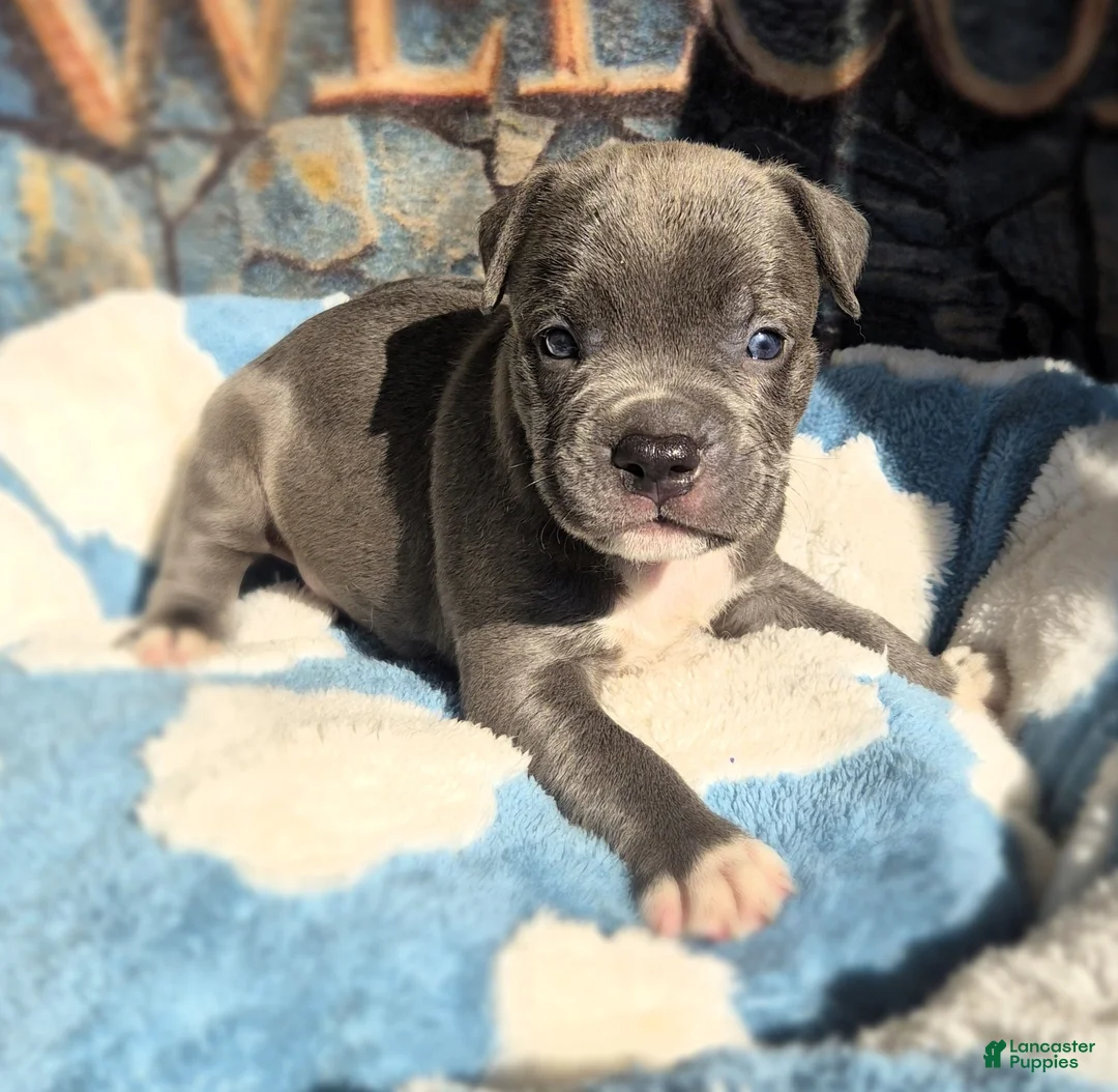 American Bully dogs for sale: "DMX" BLUE NOSE / BLUE EYES - Ad 2