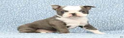 Boston Terrier dogs for sale: Bingo - Ad 3