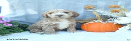 Cockapoo dogs for sale: Caramel  - Ad 3