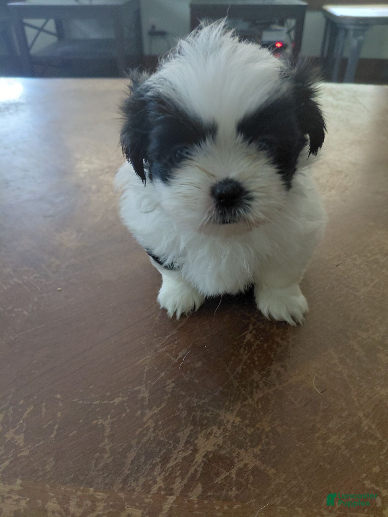 Shih Tzu dogs Shih Tzu 4 - Ad 42
