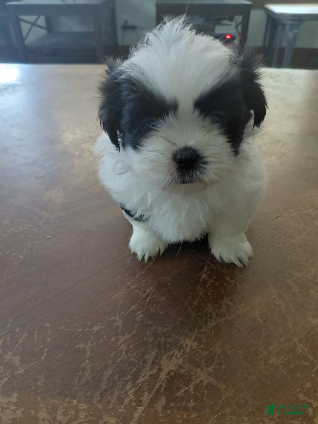 Shih Tzu dogs for sale: Shih Tzu 4 - Ad 1