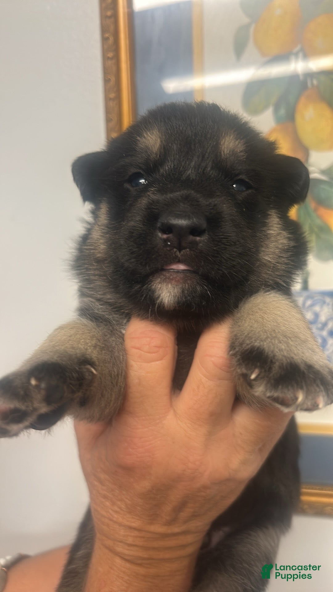 Mixed Breed dogs Mixed Breed Puppy 1 - Ad 41