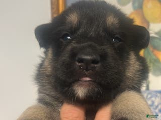 Mixed Breed dogs Mixed Breed Puppy 1 - Ad 5