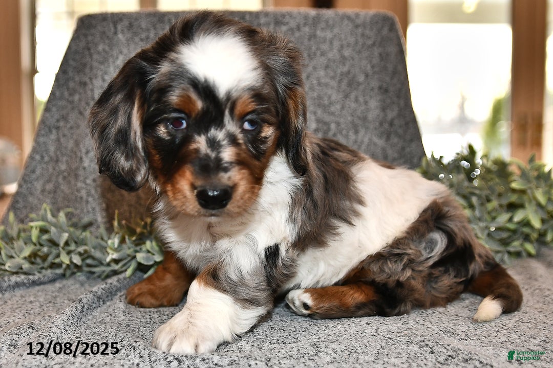 Miniature Dachshund dogs for sale: Holly - Ad 3