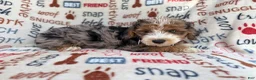 Mini Aussiedoodle dogs for sale: Otto - Ad 5