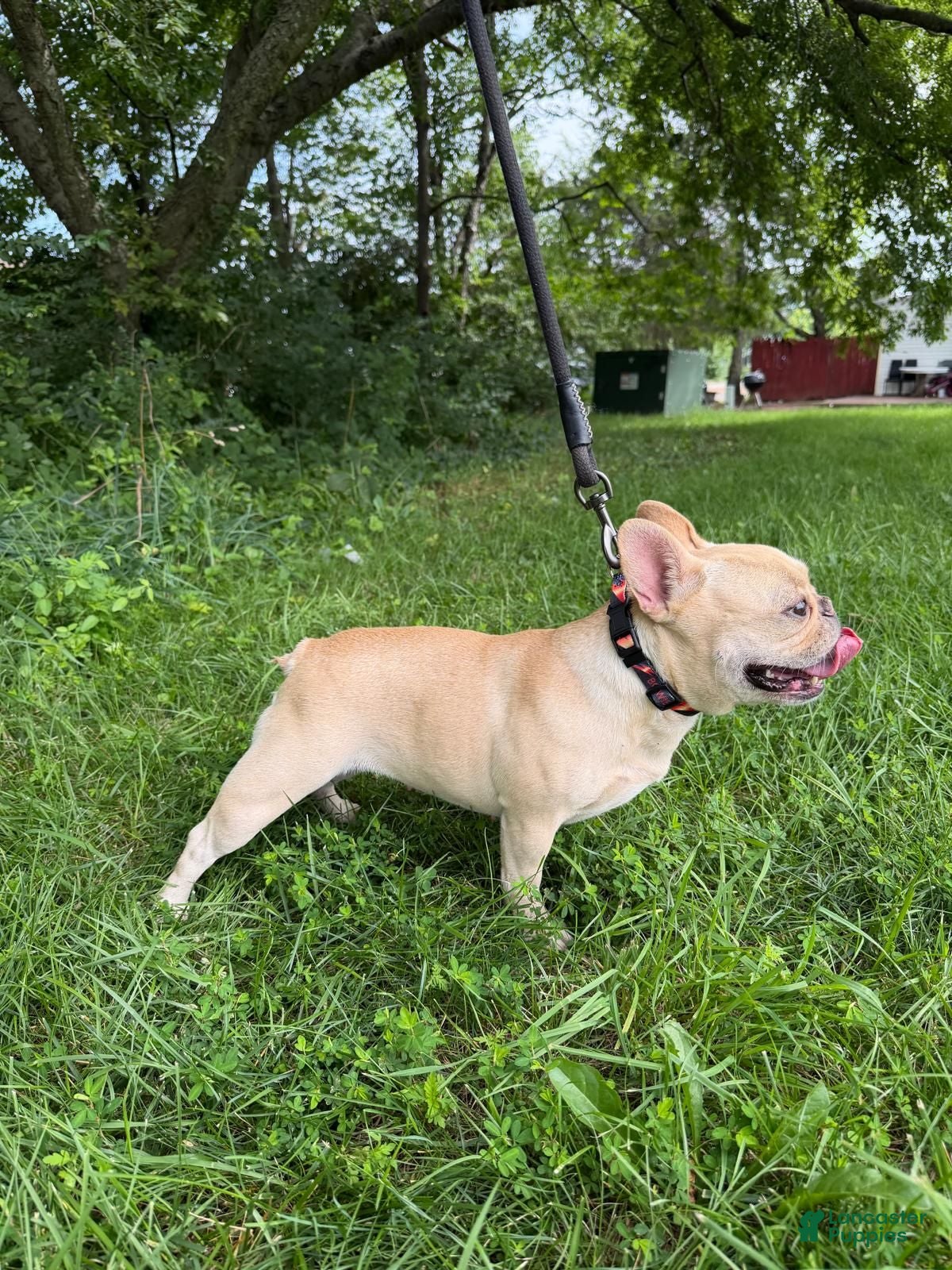 French Bulldog dogs Jades - Ad 2