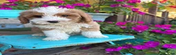 Mini Bernedoodle dogs for sale: Dolly - Ad 7