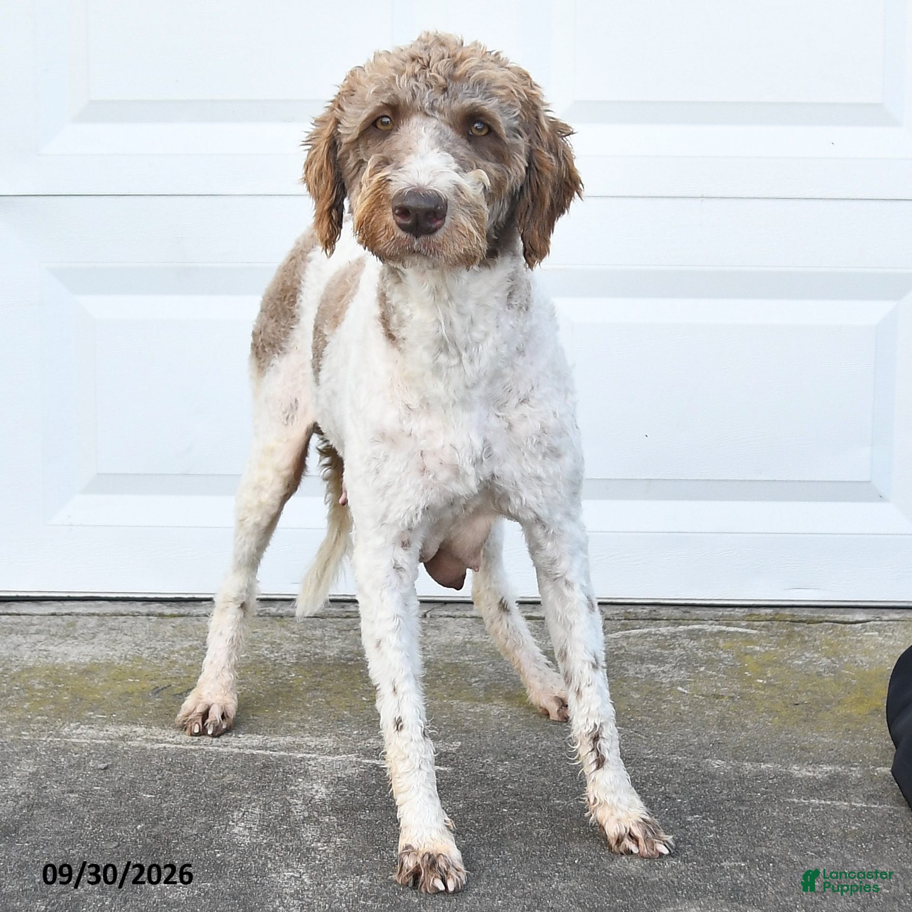 Kit Kat Mixed Breed for sale in Millersburg | Lancaster Puppies