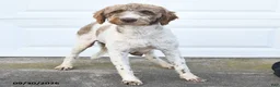 Mixed Breed dogs for sale: Bark Barrel - Ad 4