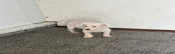 Teddy Bear dogs for sale: Haven - Ad 5