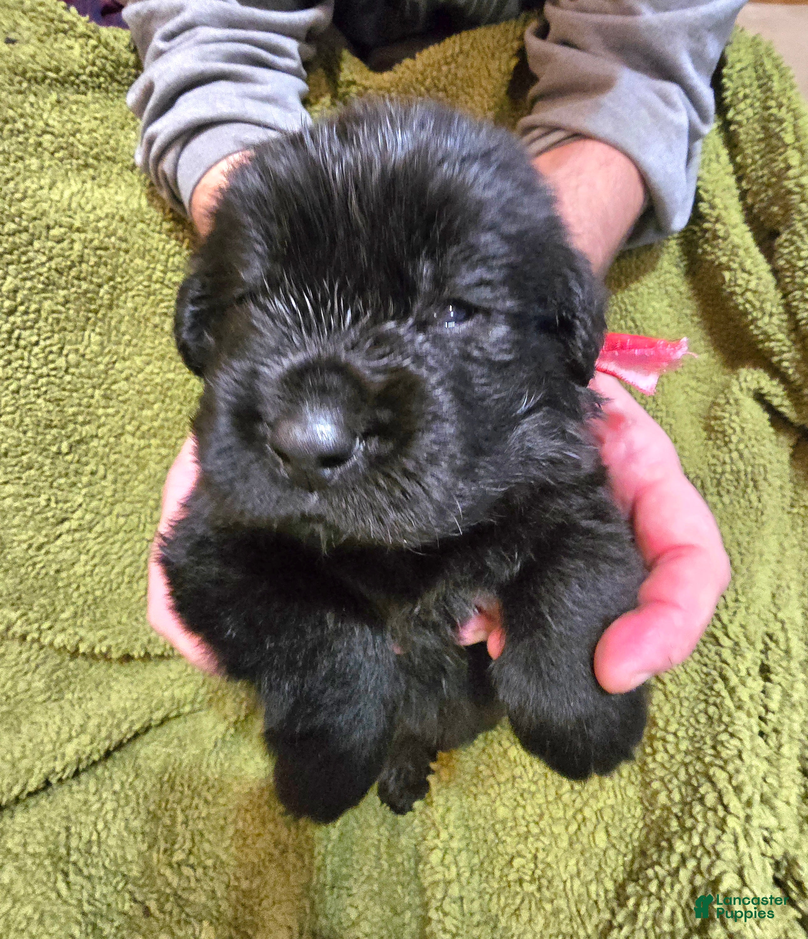 Newfoundland dogs Newfoundland Puppy 7 boy - Ad 6