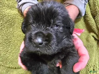 Newfoundland dogs Newfoundland Puppy 7 boy - Ad 6