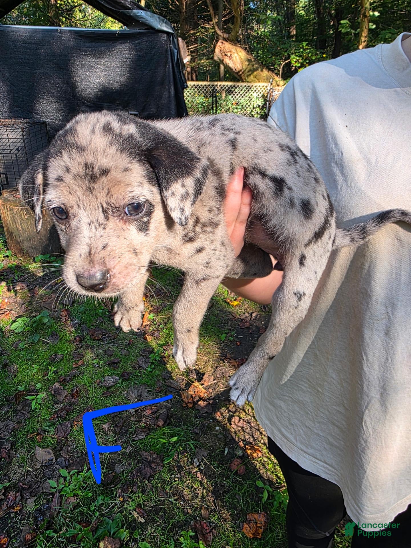 Mixed Breed dogs Mixed Breed 7 - Ad 18