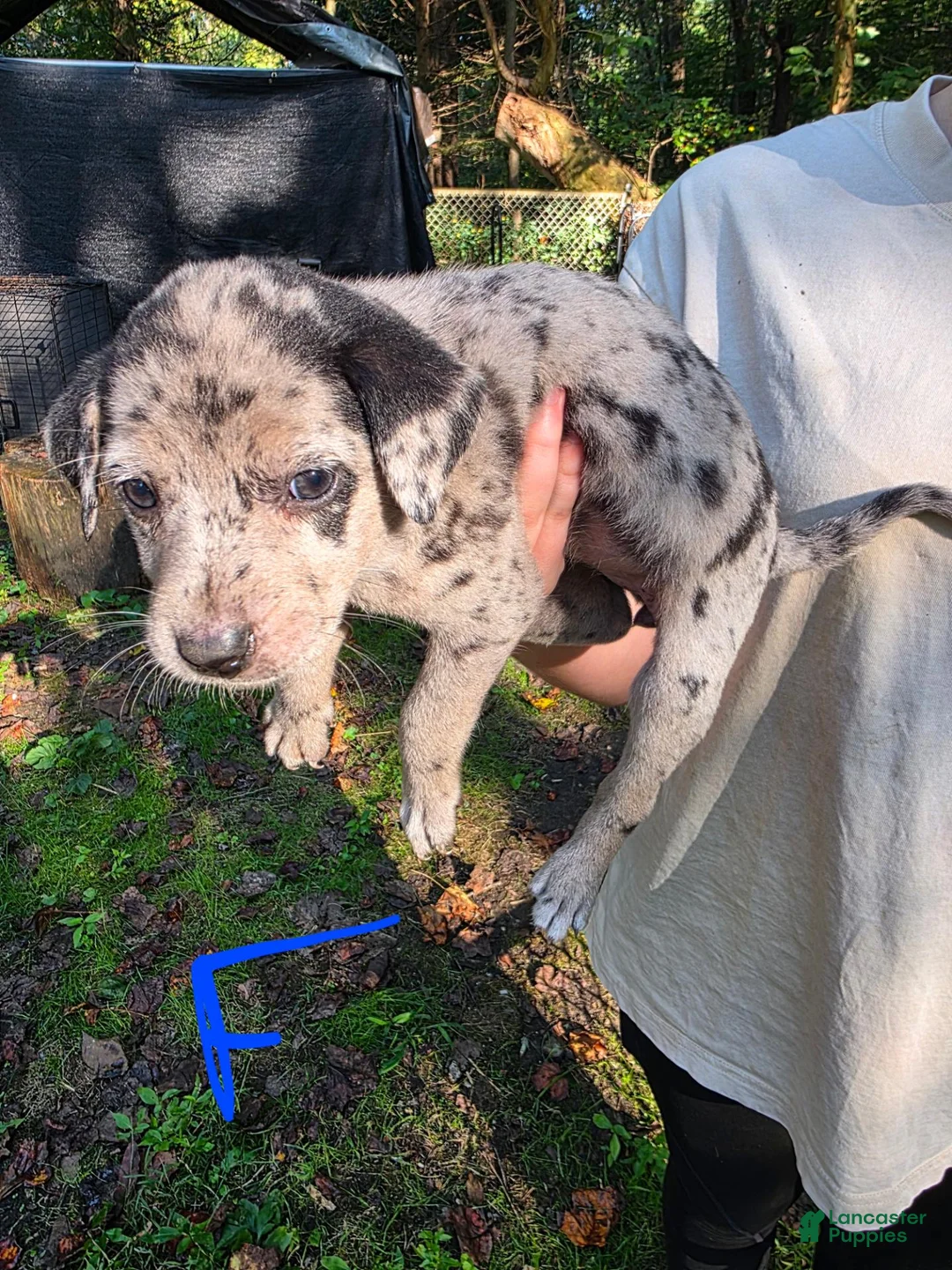 Mixed Breed dogs for sale: Mixed Breed 7 - Ad 1