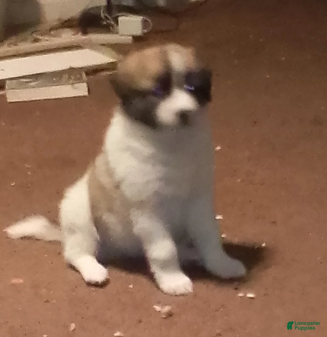 Mixed Breed dogs for sale: Angel Girl  - Ad 3