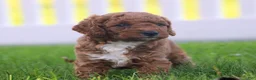 Miniature Labradoodle dogs for sale: Chester - Ad 6