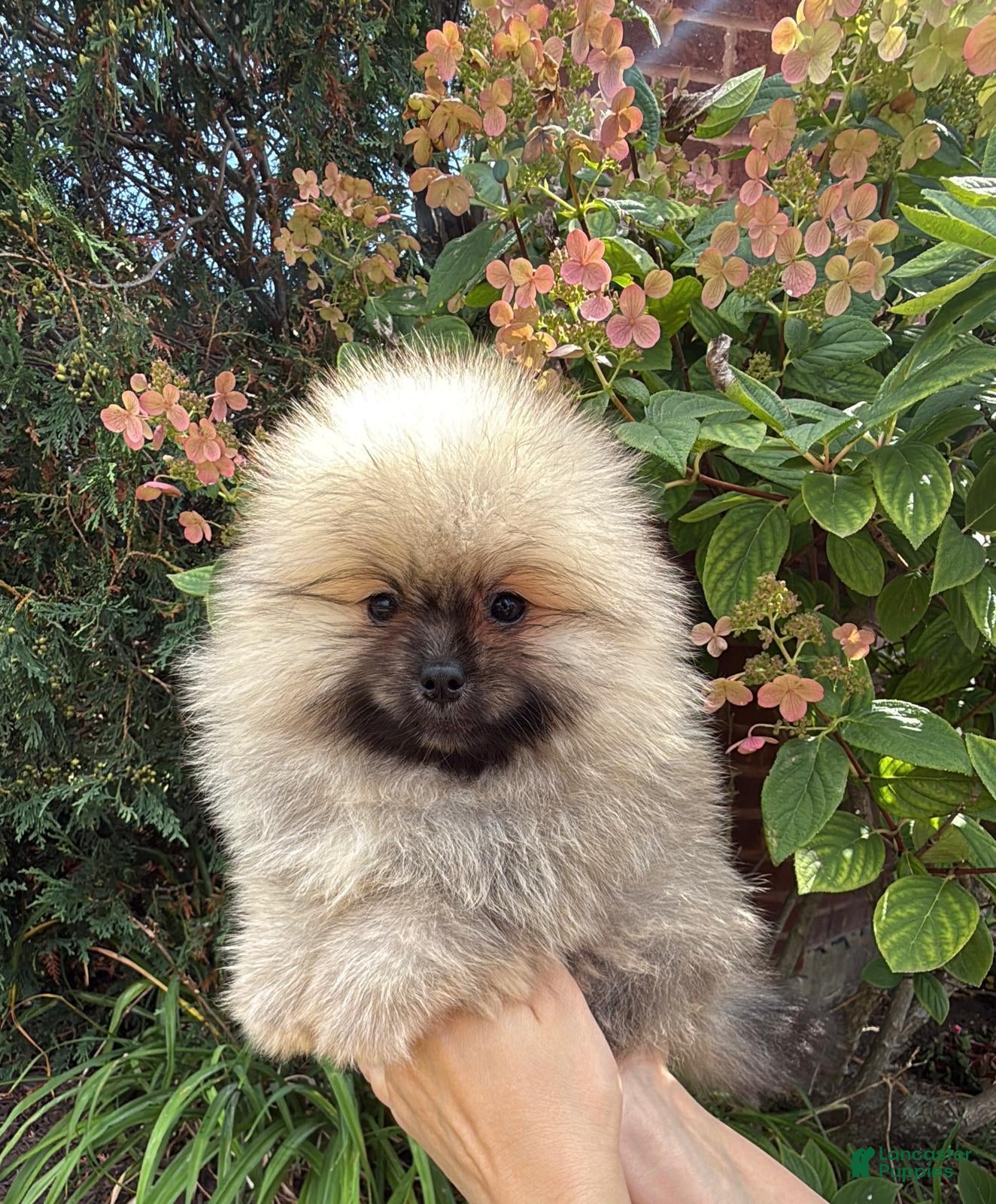 Pomeranian dogs Max - Ad 2