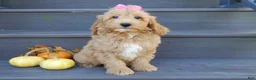 Mini Goldendoodle dogs for sale: Indy - Ad 6