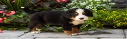 Bernese Mountain Dog dogs for sale: Moose - Ad 4