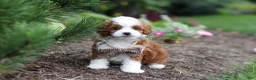 Cavapoo dogs for sale: Brody - Ad 13