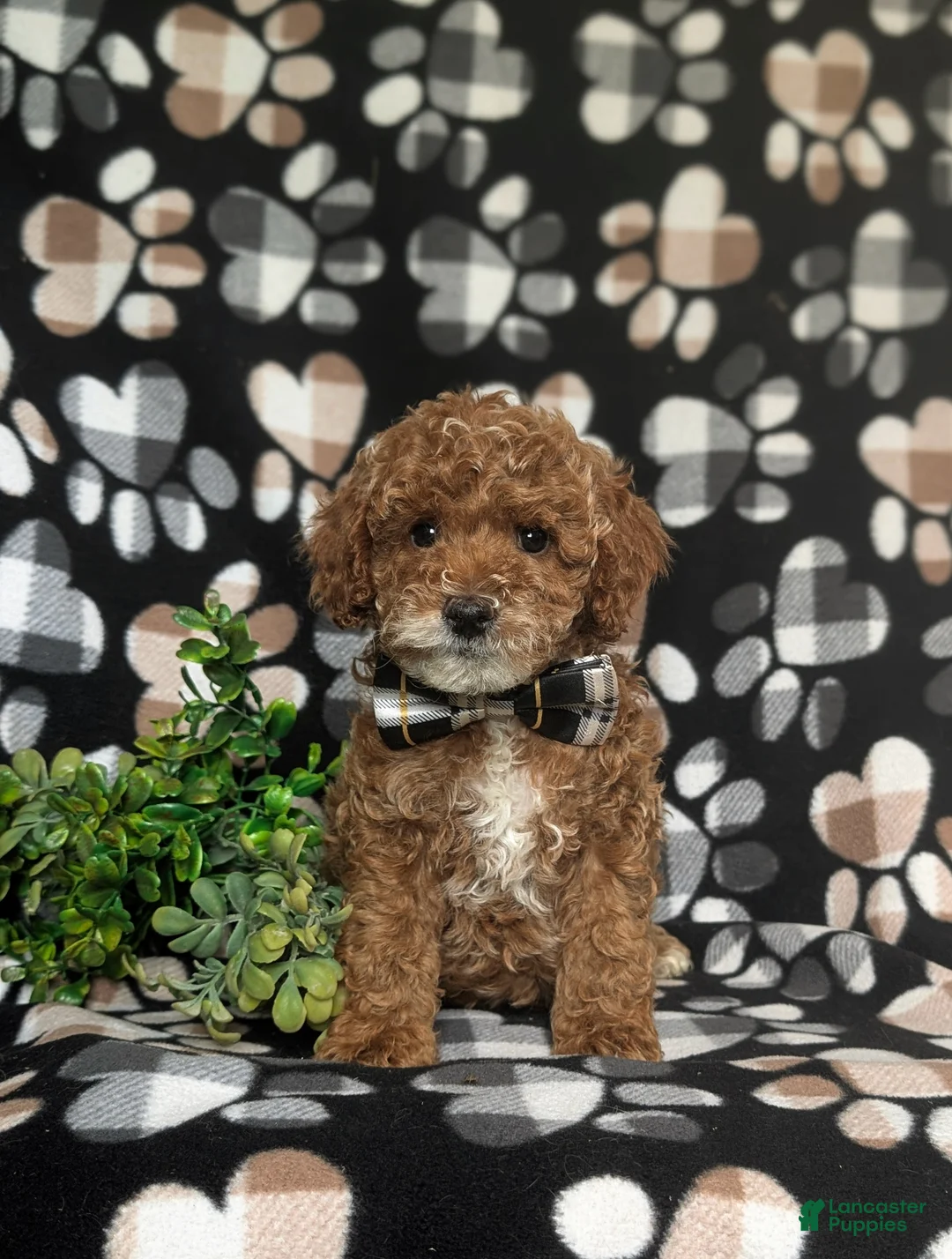 Miniature Poodle dogs for sale: Wesley 11 lbs Full Grown - Ad 2