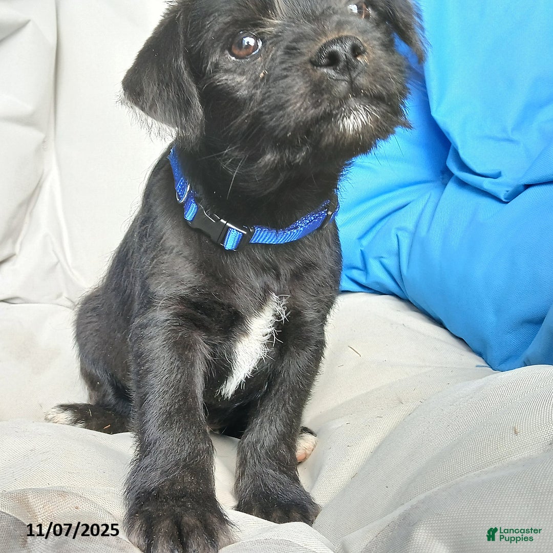 Puggle dogs for sale: Teddy - Ad 2