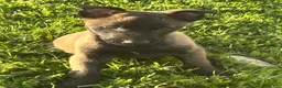 Belgian Malinois dogs for sale: Ciara - Ad 3