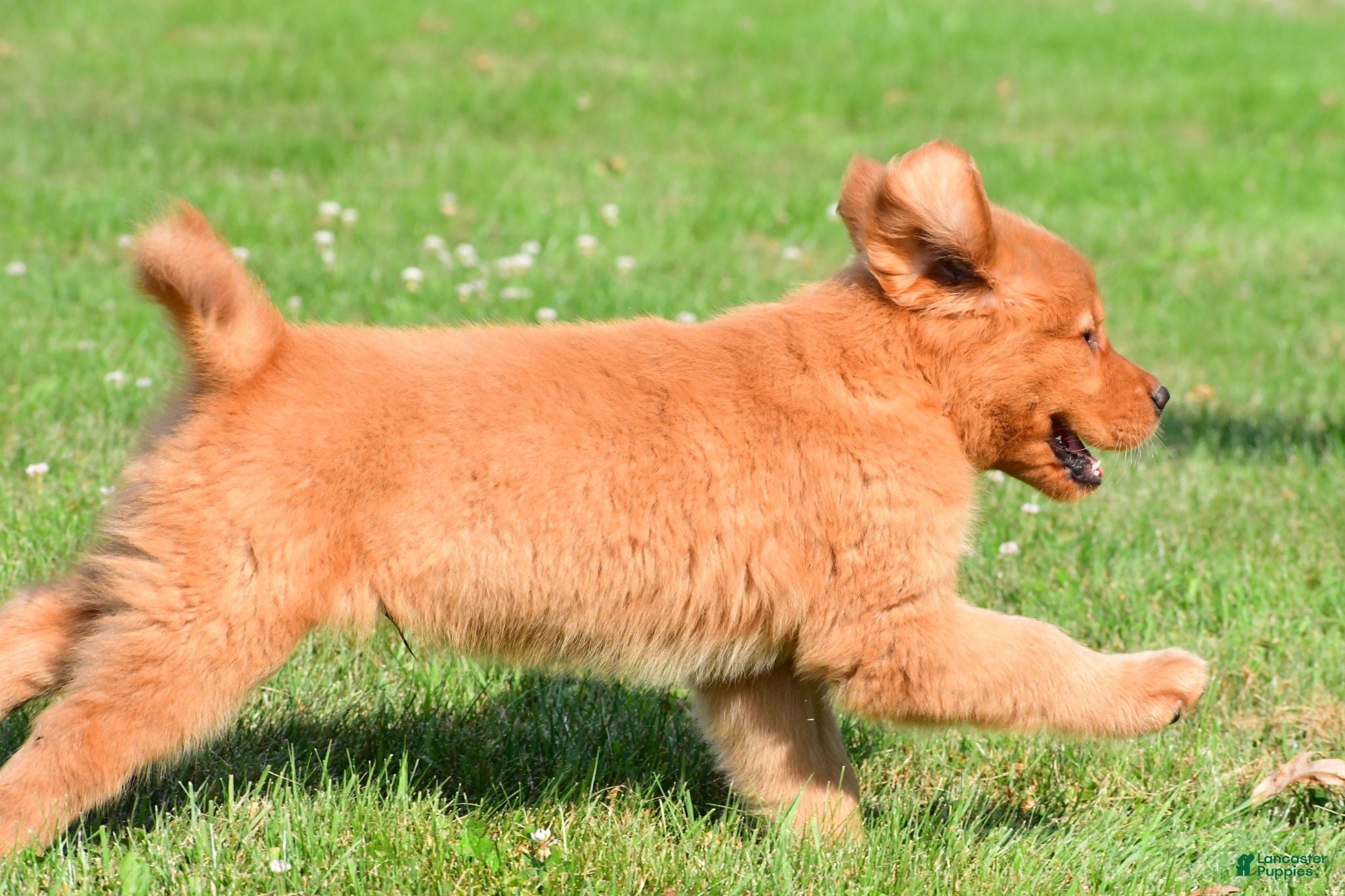 Golden Retriever dogs Charlie - Ad 2