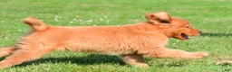 Golden Retriever dogs for sale: Charlie - Ad 2