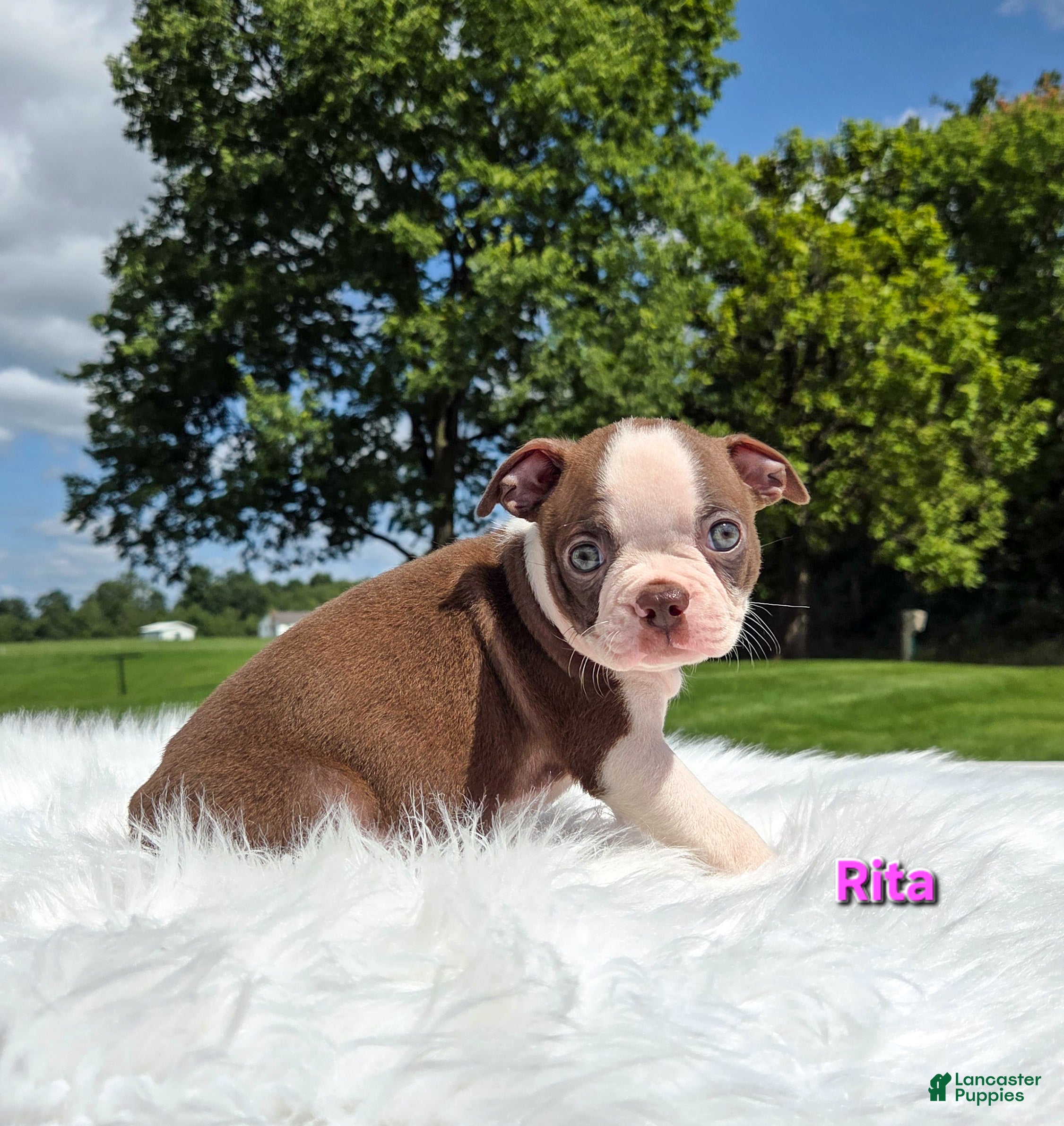 Boston Terrier dogs Rita - Ad 1