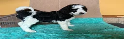 Labradoodle dogs for sale: Labradoodle 4 - Ad 5