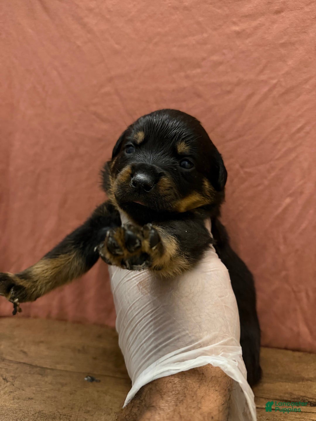 Rottweiler dogs for sale: Trust - Ad 1