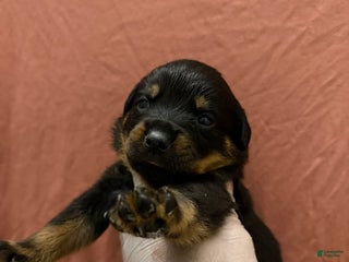 Rottweiler dogs Trust - Ad 3