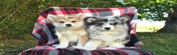 Pomsky dogs for sale: Copper  - Ad 6