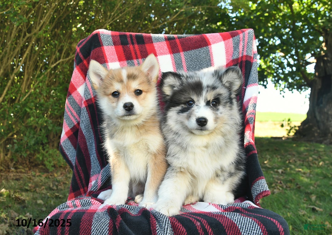 Pomsky dogs for sale: Copper  - Ad 6