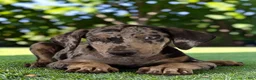 Catahoula Leopard Dog dogs for sale: Tigger 2026 Male 2 - Ad 15