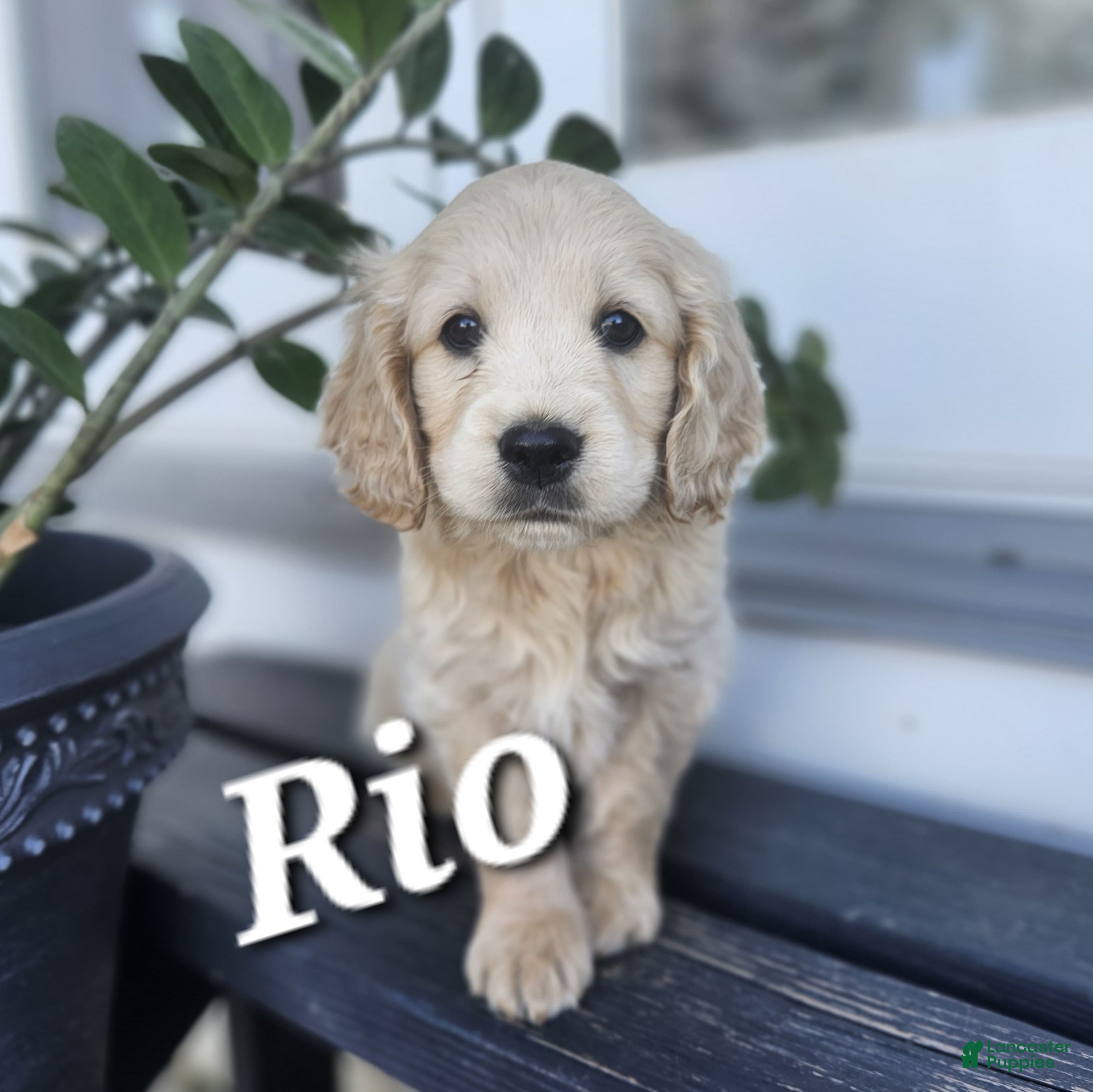 Mixed Breed dogs Rio - Ad 39