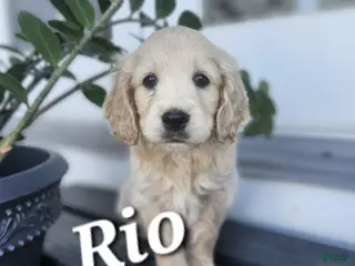 Mixed Breed dogs Rio - Ad 39