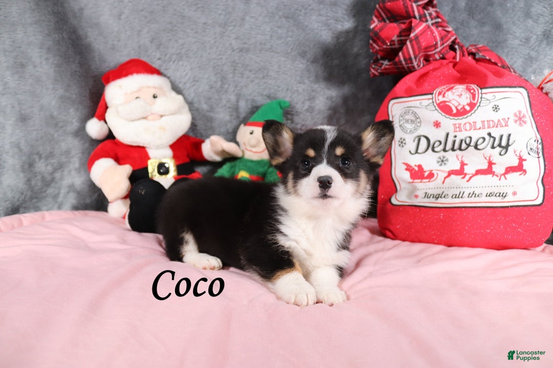 Welsh Corgi Pembroke dogs for sale: Coco - Ad 2