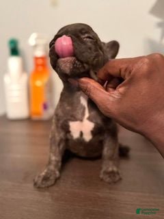 French Bulldog dogs French Bulldog 7 (BUTTERCUP) - Ad 8