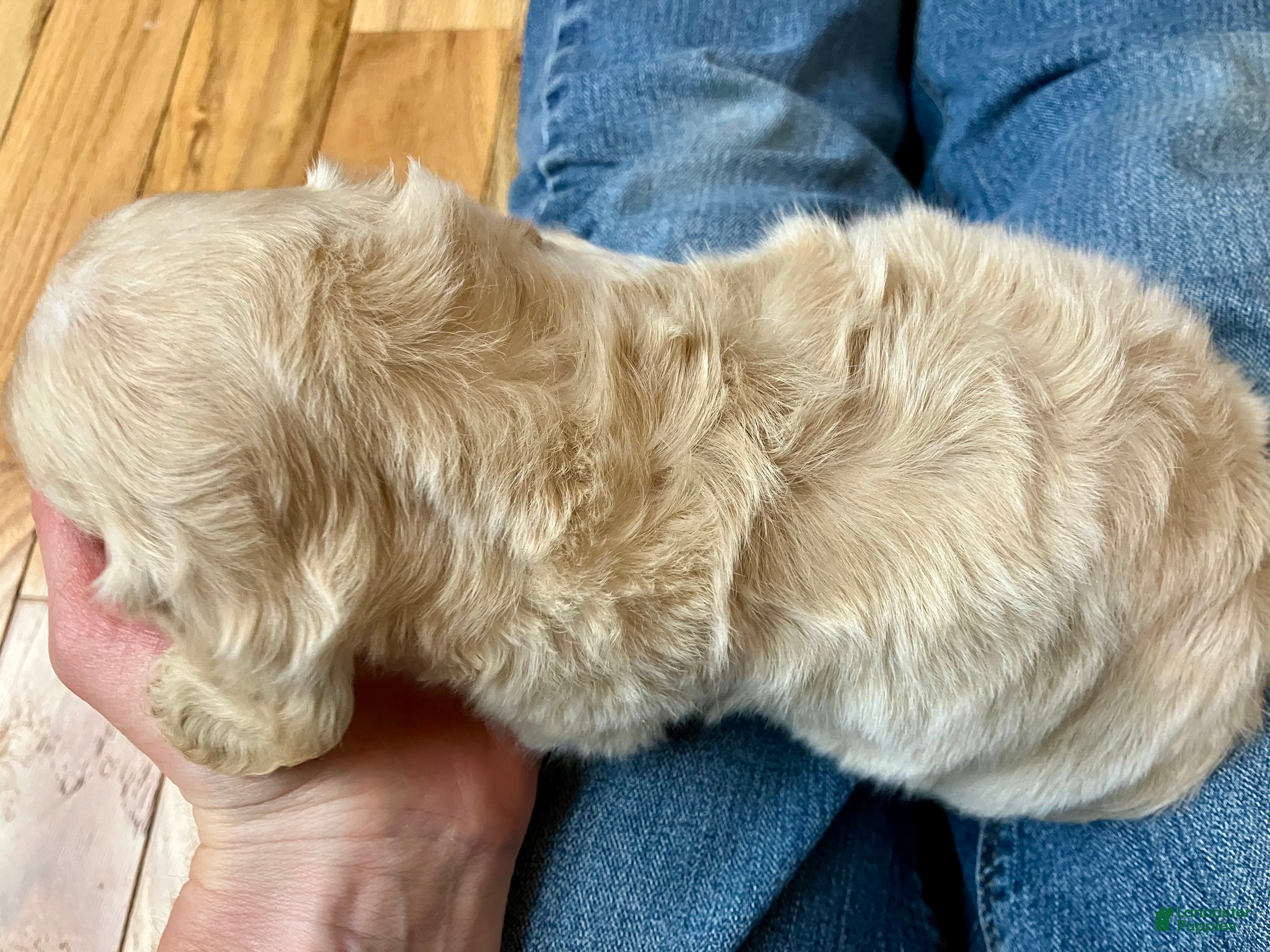 Miniature Dachshund dogs BABY KIWI OF SAINT CLOVERVILLE - Ad 2