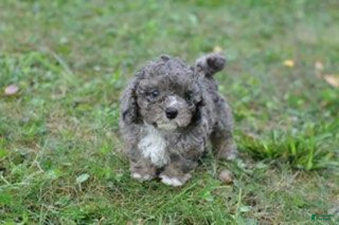 Cavapoo dogs for sale: Cavapoo 2 Whimsy - Ad 2