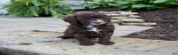 Mixed Breed dogs for sale: Felicity - Ad 4